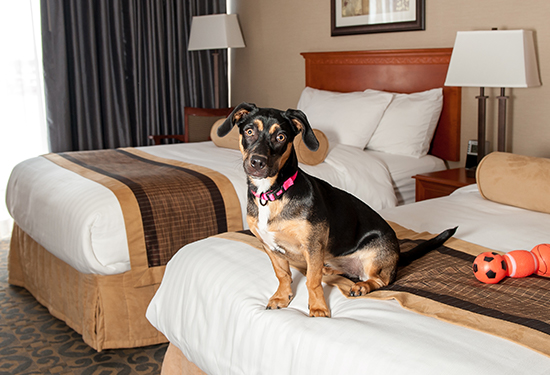 East Wing | Pet Friendly Room